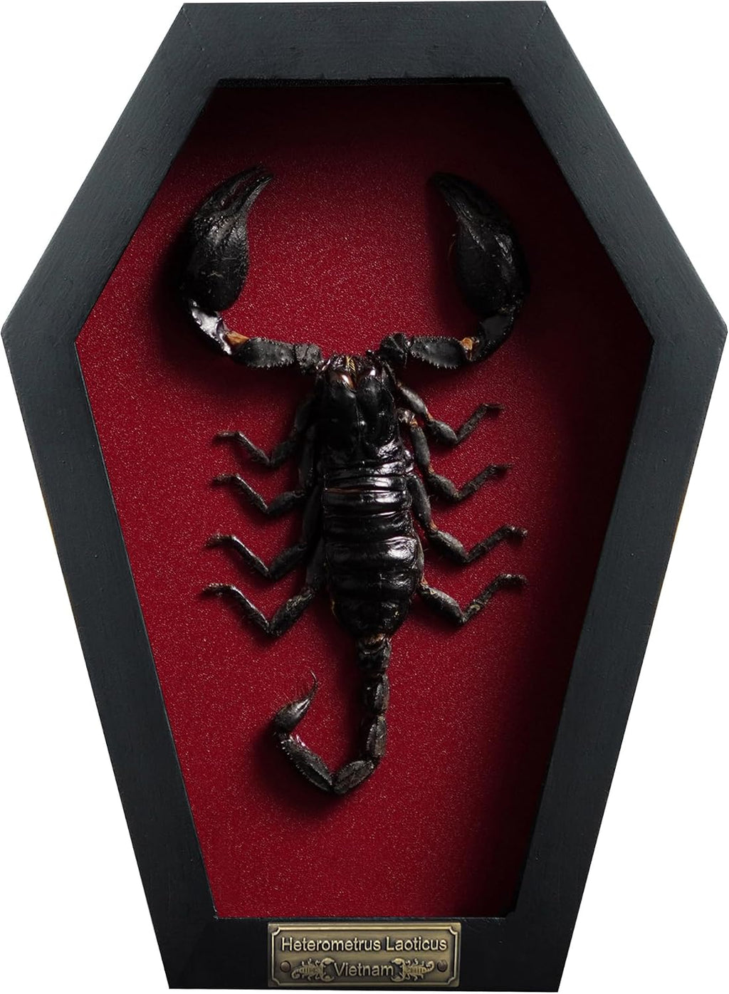 Real Large Scorpion 7" Coffin Gothic Oddities Halloween Decor CF18-51-DO