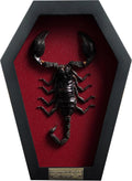 Real Large Scorpion 7" Coffin Gothic Oddities Halloween Decor CF18-51-DO