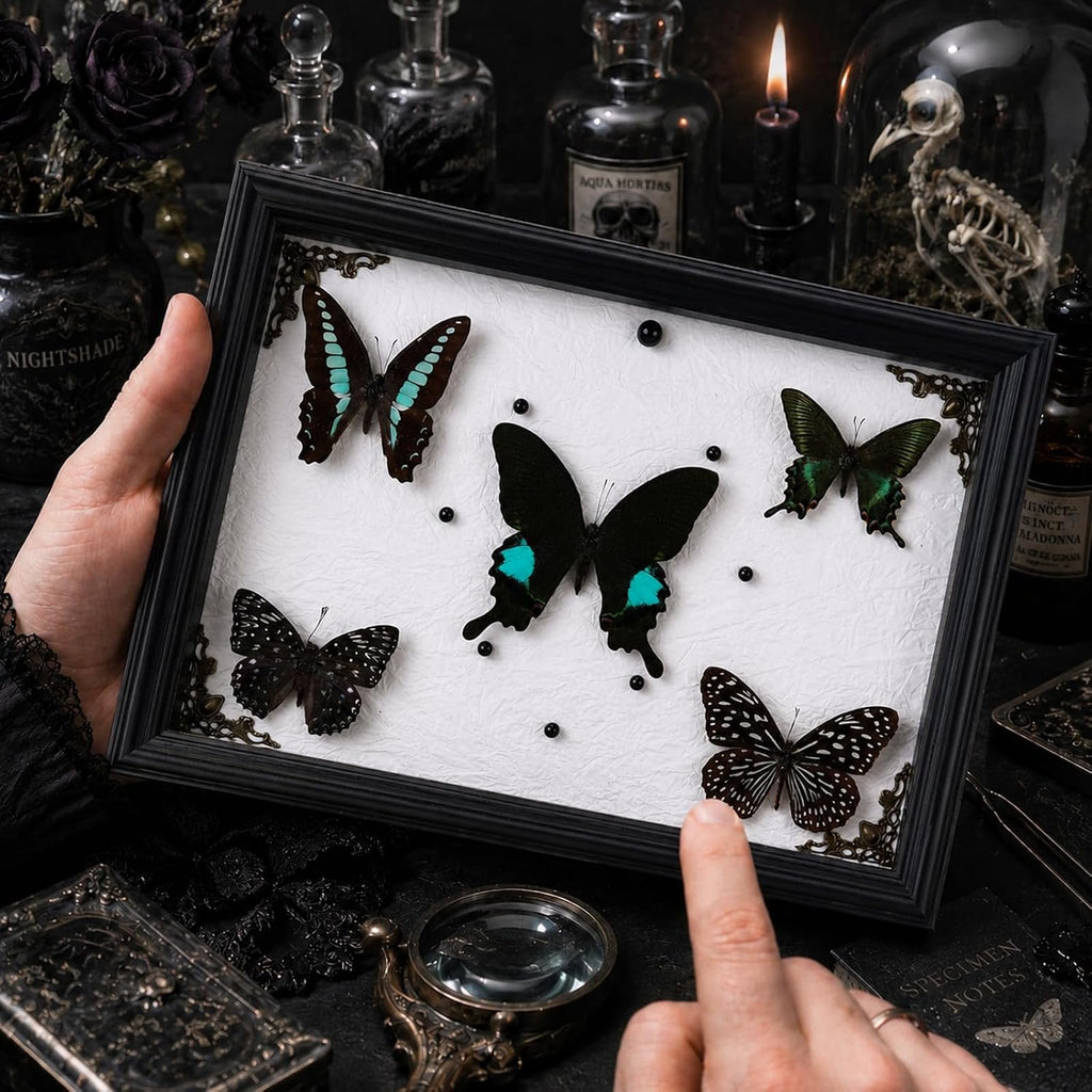 Real Framed Butterfly Specimen Display with 5 Butterflies