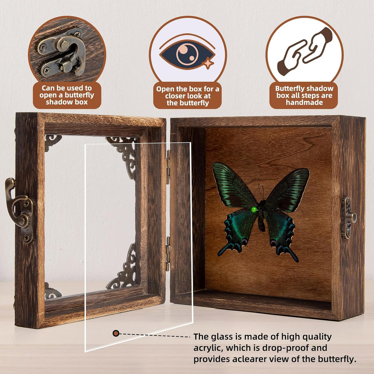 Real Taxidermy Butterfly Shadow Box Green-Banded Crested Butterfly