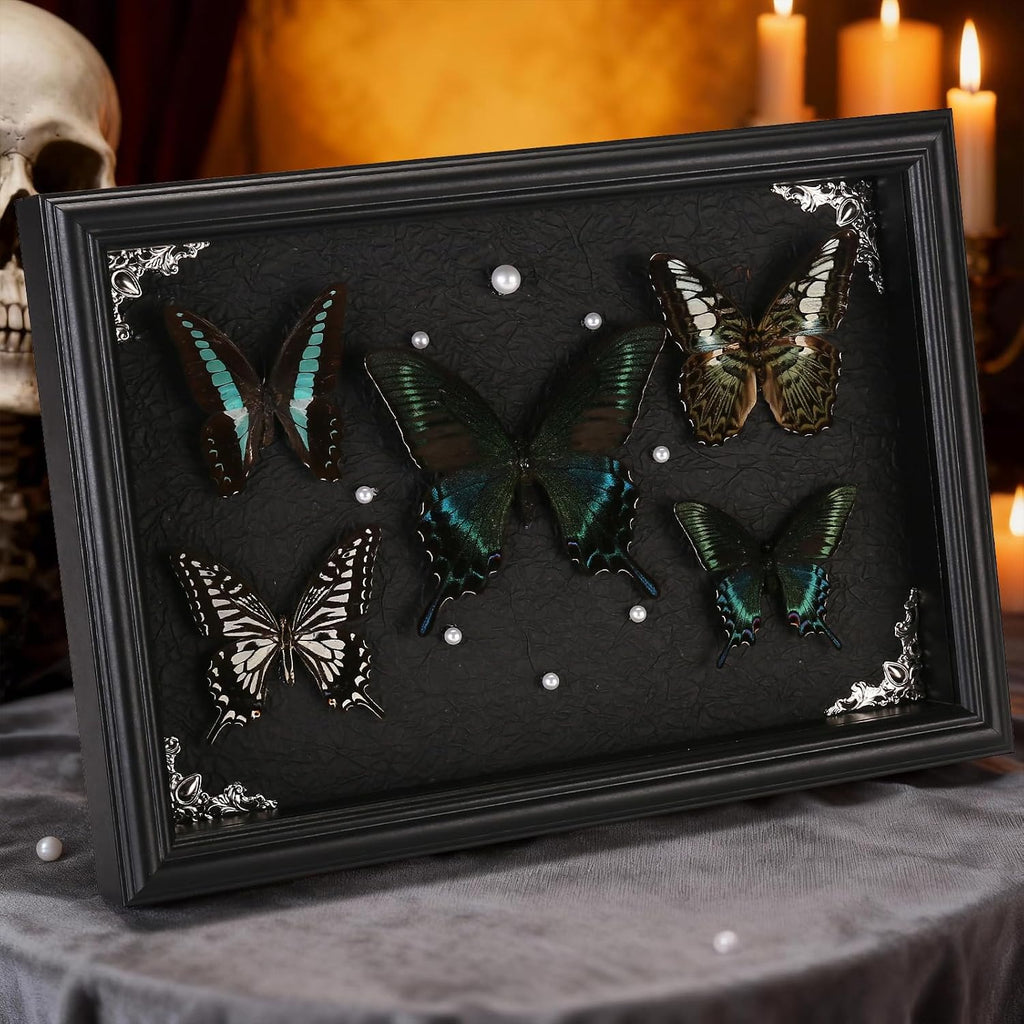 Real Framed Butterfly Taxidermy Collection - Set of 5 in Shadow Box Display