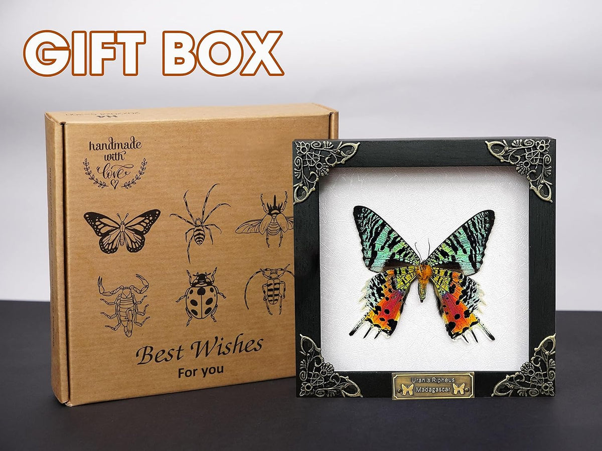 Real Sunset Moth 5.5" Frame Taxidermy Gothic Decor Witchy Gifts TR14-29-DE
