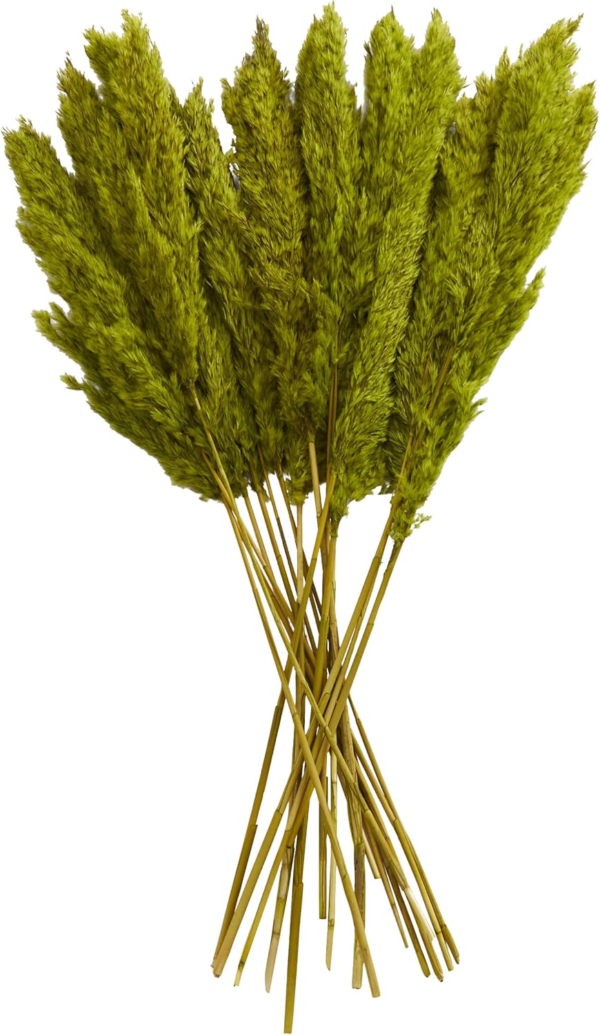 Deco 79 Dried Plant Pampas Home Decor Natural Foliage Natural Dried Foliage with Long Stems, Foliage for Decoration 2" x 1" x 35", Green