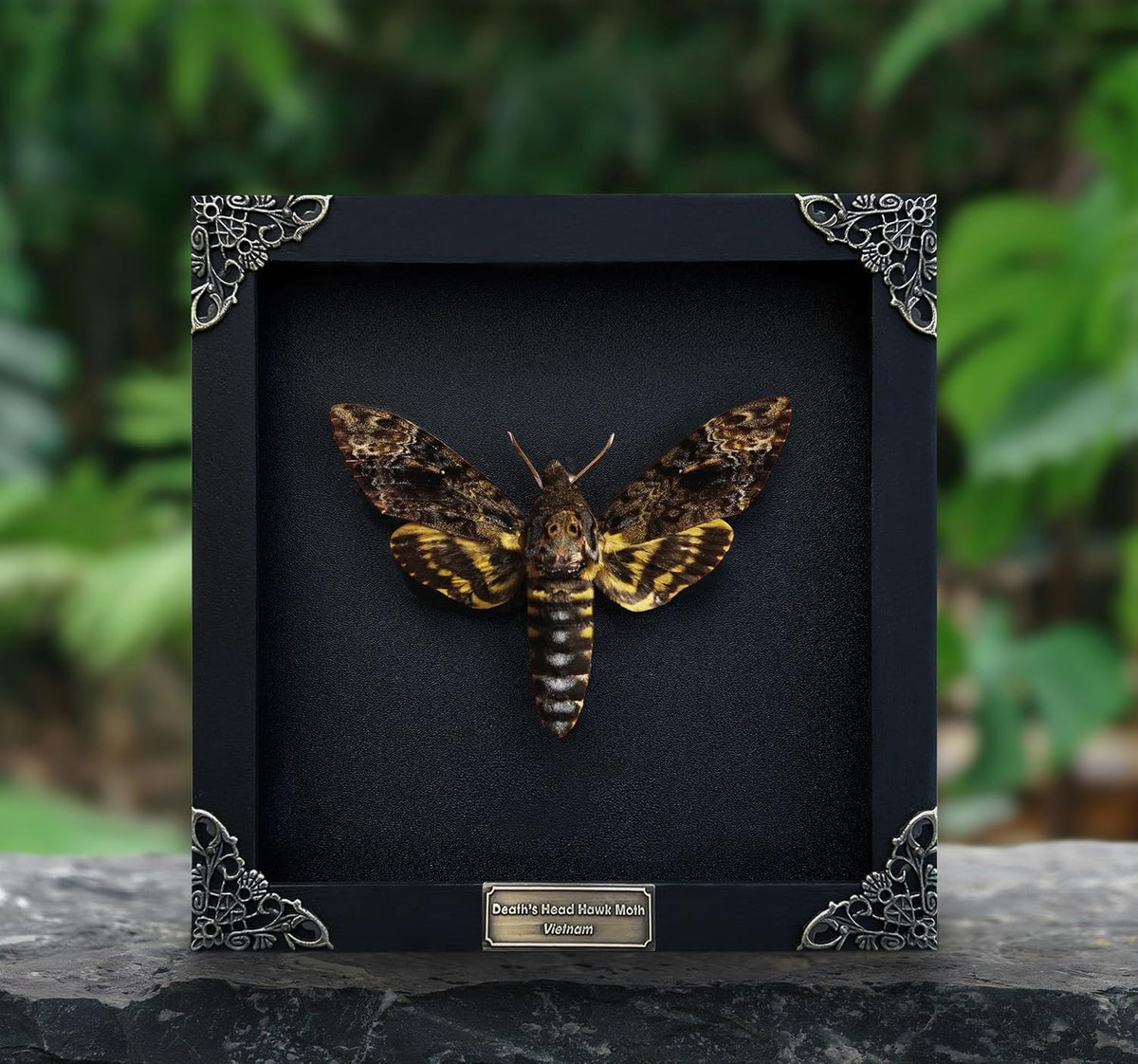 Real Death Head Moth Skull 7" Frame Taxidermy Acherontia Gothic K18-01-DE