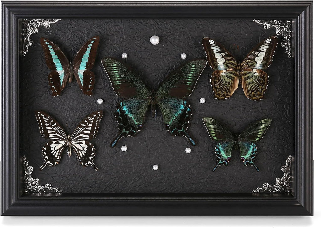 Real Framed Butterfly Taxidermy Collection - Set of 5 in Shadow Box Display