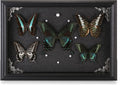 Real Framed Butterfly Taxidermy Collection - Set of 5 in Shadow Box Display