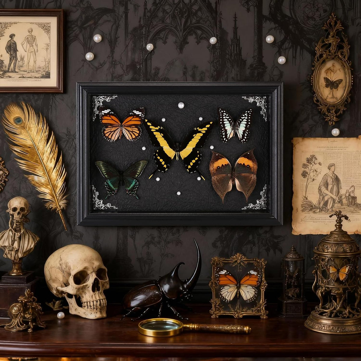 Real Framed Butterfly Taxidermy Collection - Set of 5 in Shadow Box Decor