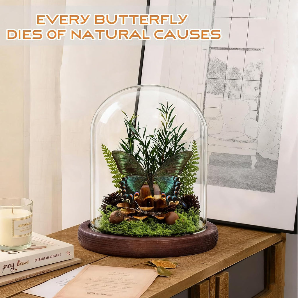 Glass Taxidermy Butterfly Shadow Box Shelf Decor, Nature Gifts for Women Girls, Light Up Butterfly Table Decor for Office Living Room Kitchen Entryway Bookshelf Desk (Not Include Battery)