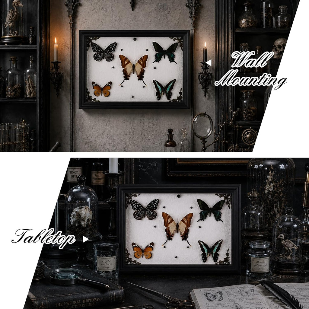 Duxjaqu Real Butterfly Taxidermy Frame with 5 Preserved Butterflies