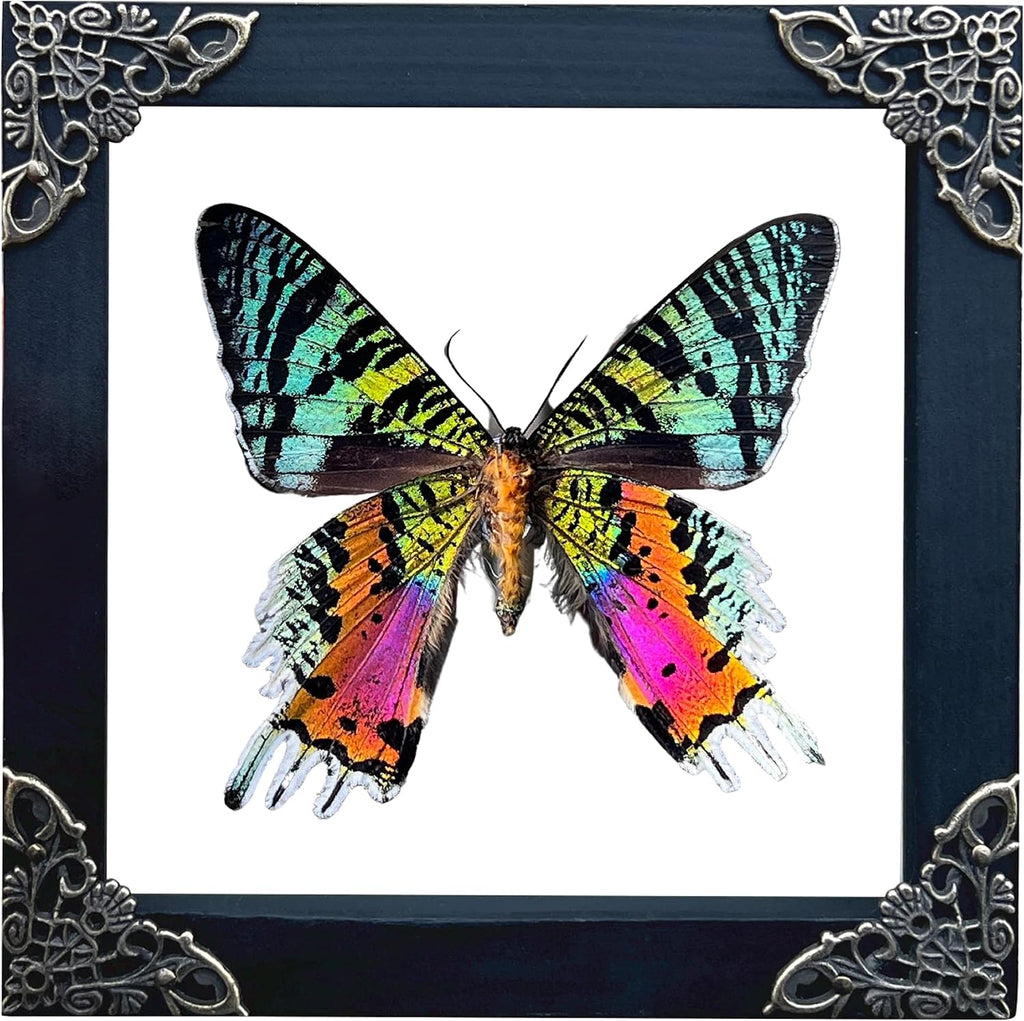 Real Sunset Moth 5.5" Frame Taxidermy Gothic Decor Witchy Gifts K14-29-KI