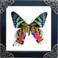 Real Sunset Moth 5.5" Frame Taxidermy Gothic Decor Witchy Gifts K14-29-KI