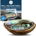 Hand Selected Abalone Shell, 5-Inch+ Polished Smudging & Display Bowl Kit