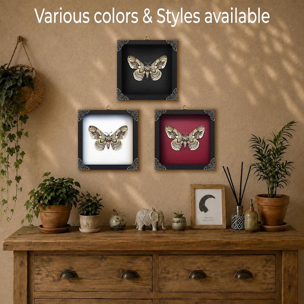 Real Brahmaea Moth 7" Framed Butterfly Taxidermy Gothic Decor K18-03-TR