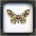 Real Brahmaea Moth 7" Framed Butterfly Taxidermy Gothic Decor K18-03-TR