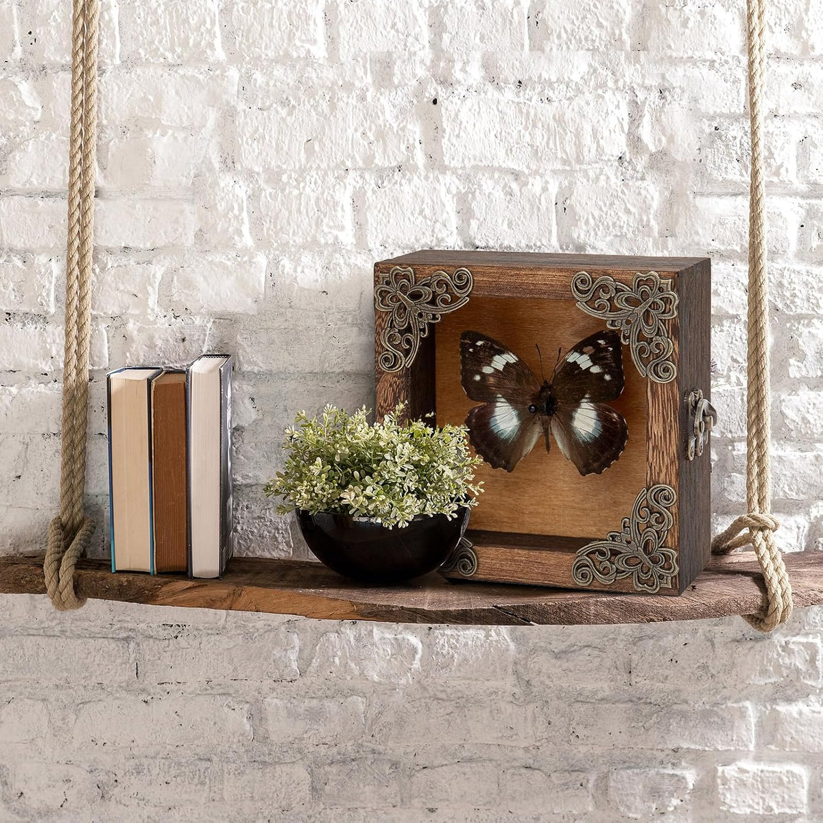 Real Taxidermy Butterfly Shadow Box White-Spotted Nymphalid
