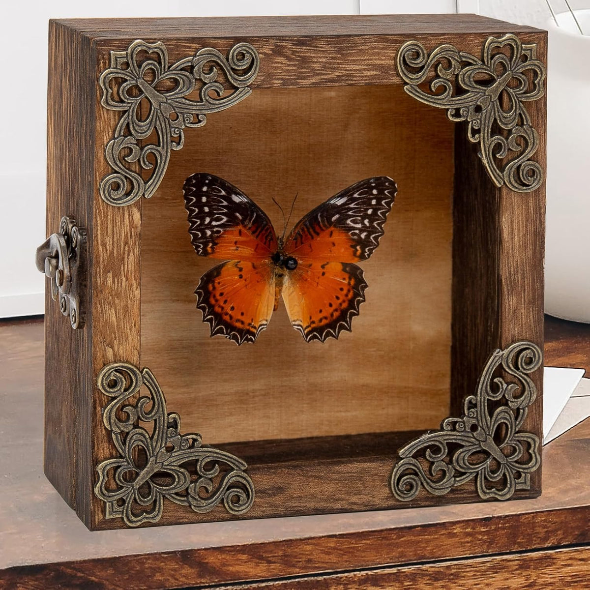 Real Taxidermy Butterfly Shadow Box Red Saw Nymphalid