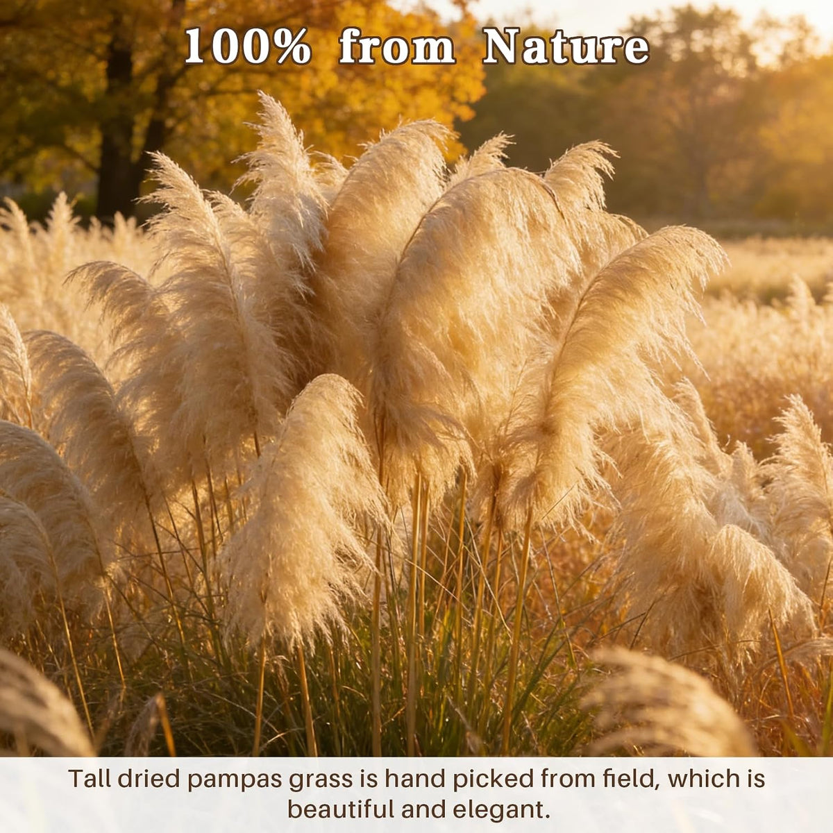 12 Stems 46" Tall Pampas Grass Decor Extra Fluffy Natural Dried Flowers