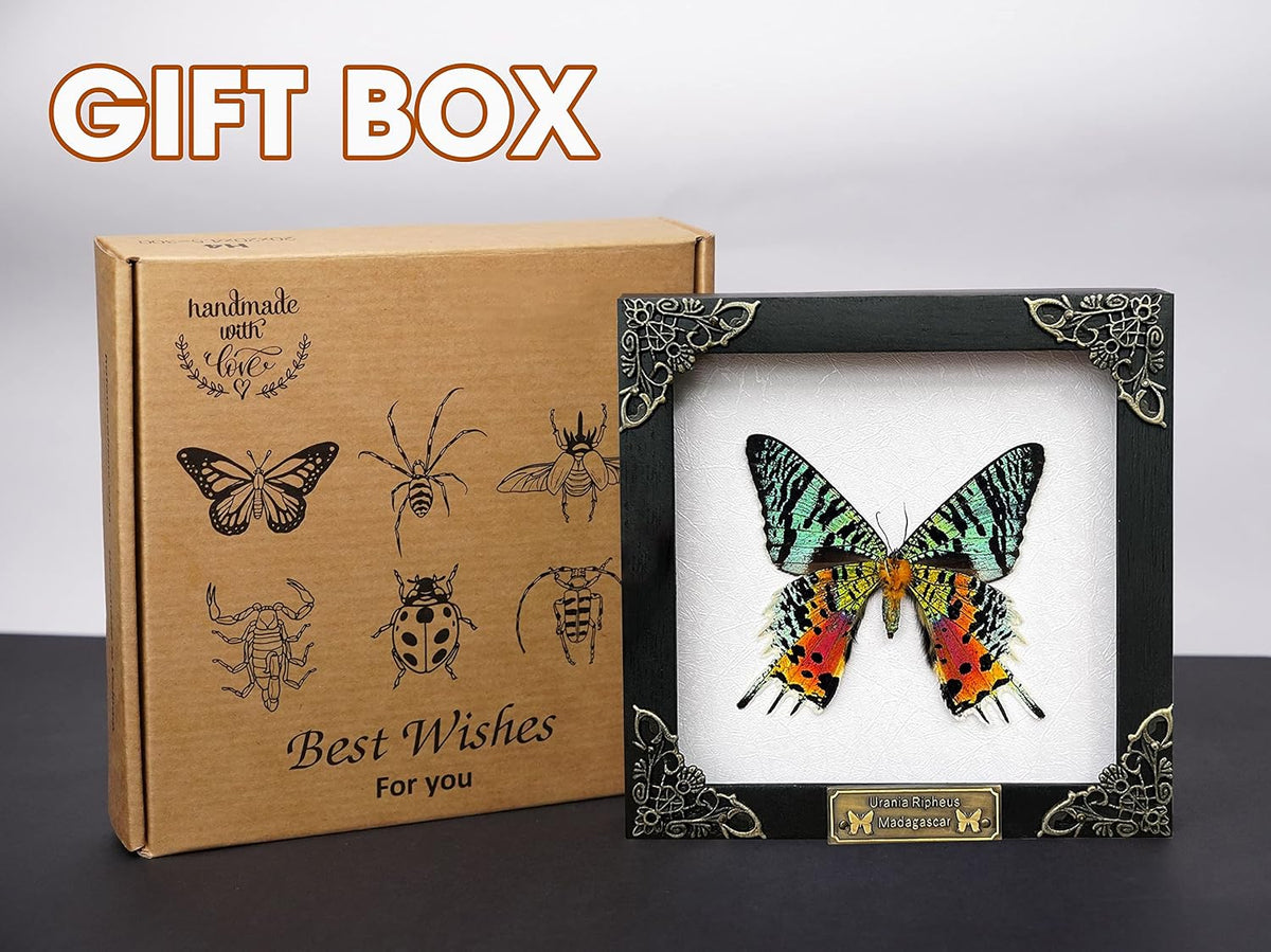 Real Sunset Butterfly Wooden 5.5" Framed Astronomy Taxidermy K14-29-AS2