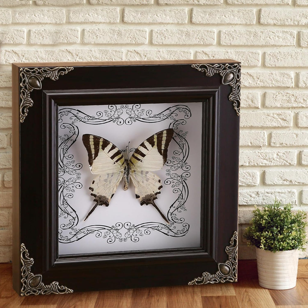 Real Framed Butterfly Specimen, Handmade Butterfly Taxidermy Shadow Box, Goth Gifts for Women, Dark Academia & Witchy Decor, (Tiger Green Swallowtail Butterfly)