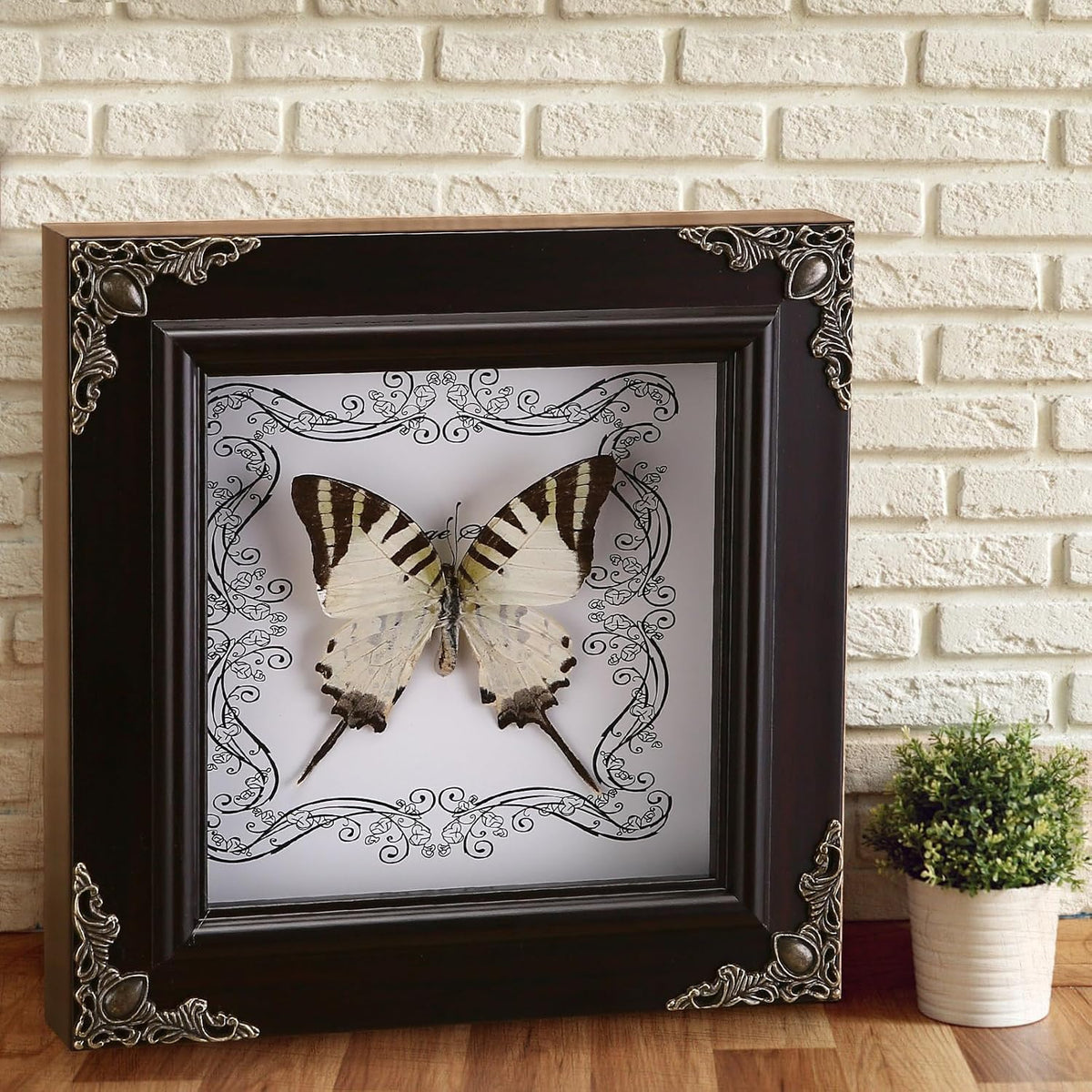 Real Framed Butterfly Specimen, Handmade Butterfly Taxidermy Shadow Box, Goth Gifts for Women, Dark Academia & Witchy Decor, (Tiger Green Swallowtail Butterfly)
