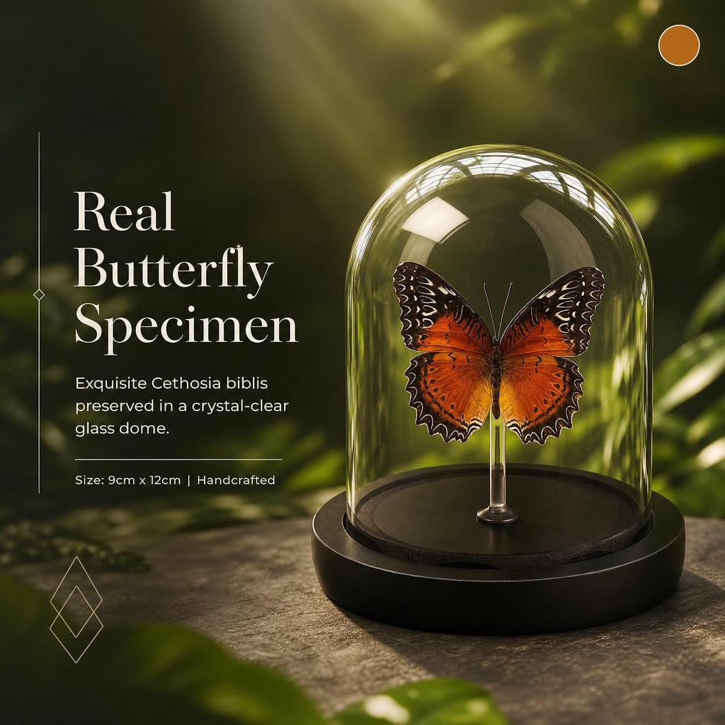 Real Taxidermy Butterfly Specimen Shadow Box, Butterfly Gifts for Women Girls with Glass Cover, Butterfly Decor for Bedroom Office Living Room Desk Cethosia bibles Drury