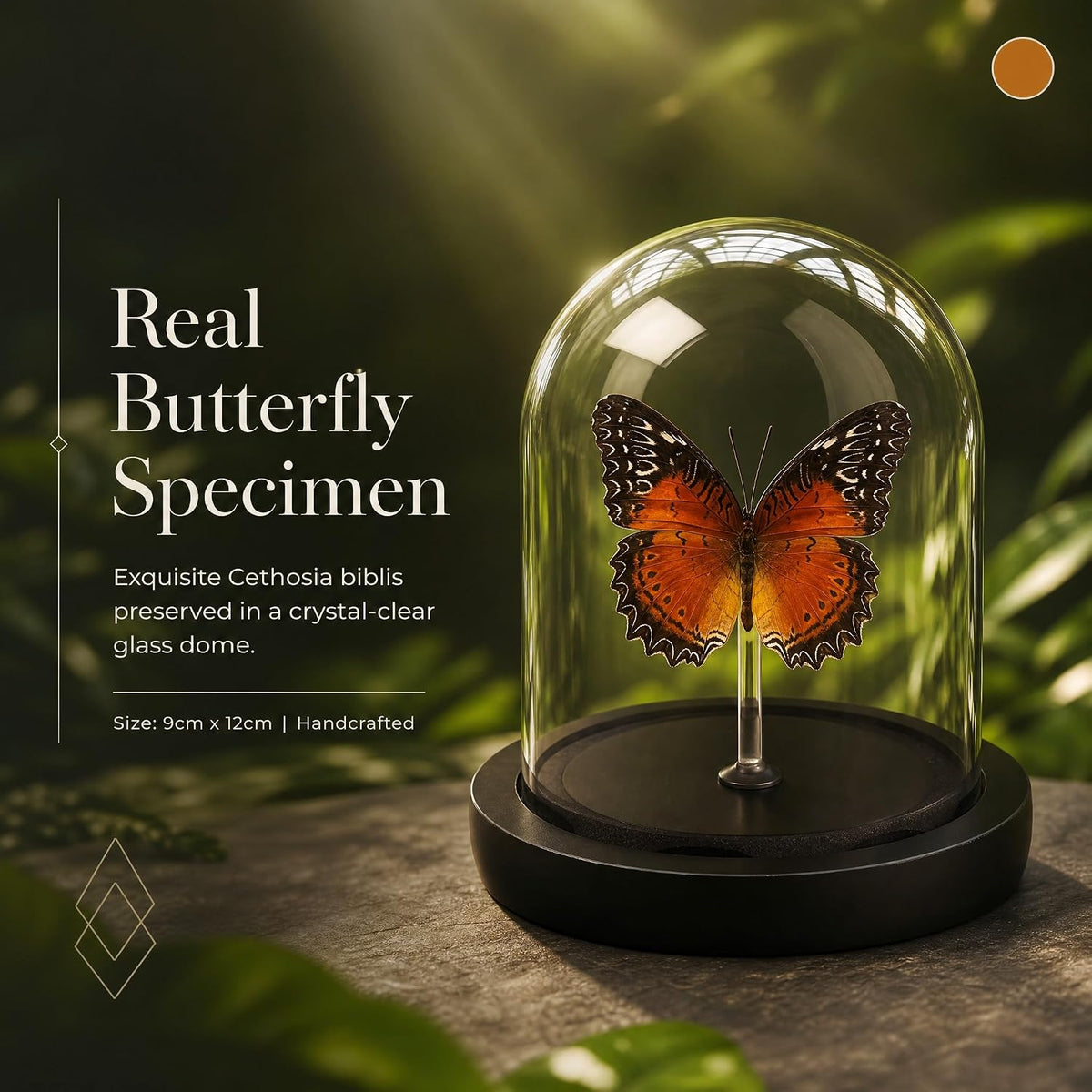 Real Taxidermy Butterfly Specimen Shadow Box, Butterfly Gifts for Women Girls with Glass Cover, Butterfly Decor for Bedroom Office Living Room Desk Cethosia bibles Drury