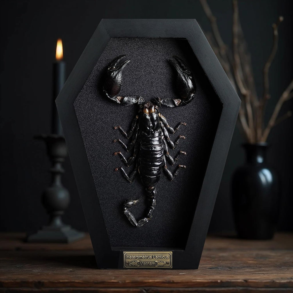 Real Large Scorpion 7" Coffin Gothic Oddities Halloween Decor CF18-51-DE