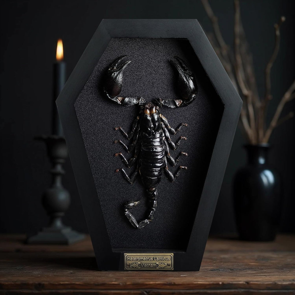 Real Large Scorpion 7" Coffin Gothic Oddities Halloween Decor CF18-51-DE