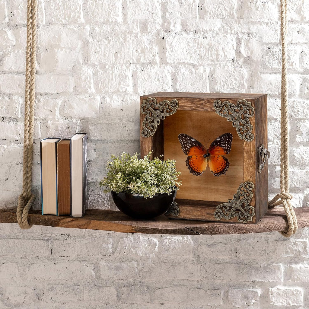 Real Taxidermy Butterfly Shadow Box Red Saw Nymphalid