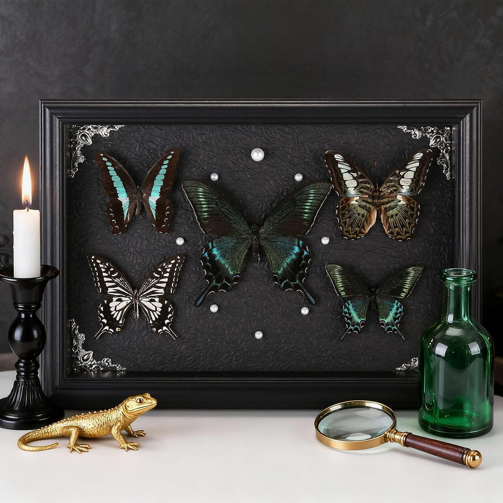 Real Framed Butterfly Taxidermy Collection - Set of 5 in Shadow Box Display