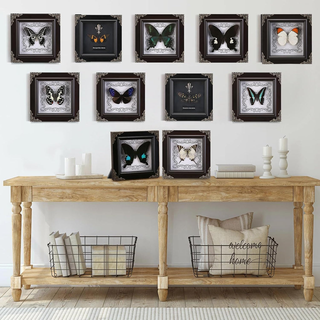 Real Framed Butterfly Specimen, Handmade Butterfly Taxidermy Shadow Box, Goth Gifts for Women, Dark Academia & Witchy Decor, (Crane Crest White Butterfly)