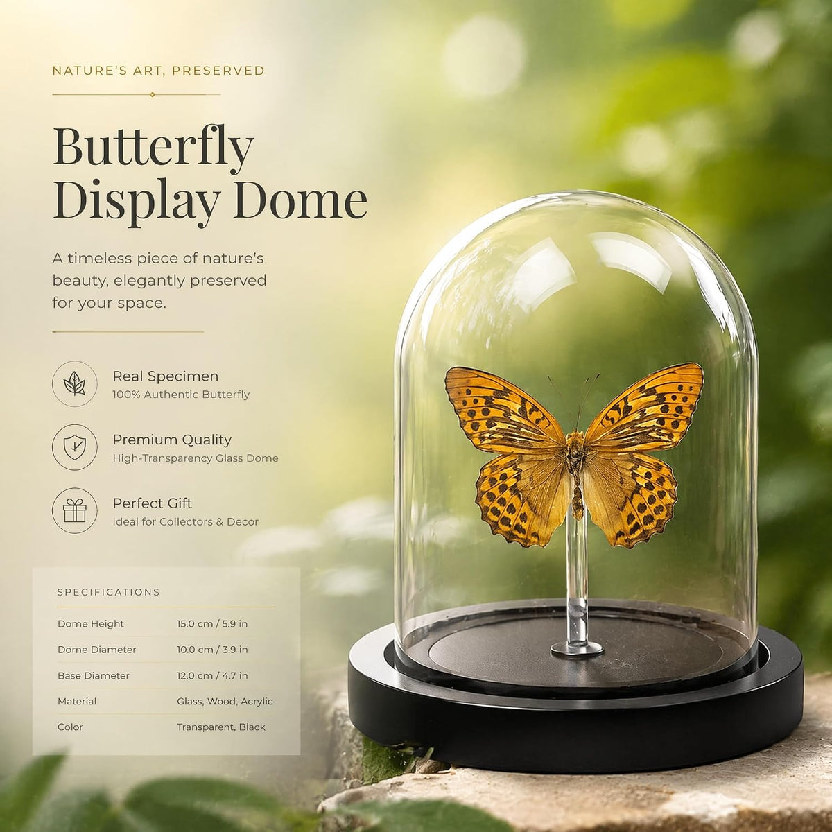 Real Taxidermy Butterfly Specimen Leopard Butterfly Shadow Box, Butterfly Gifts for Women Girls with Glass Cover, Butterfly Decor for Bedroom Office Living Room Desk