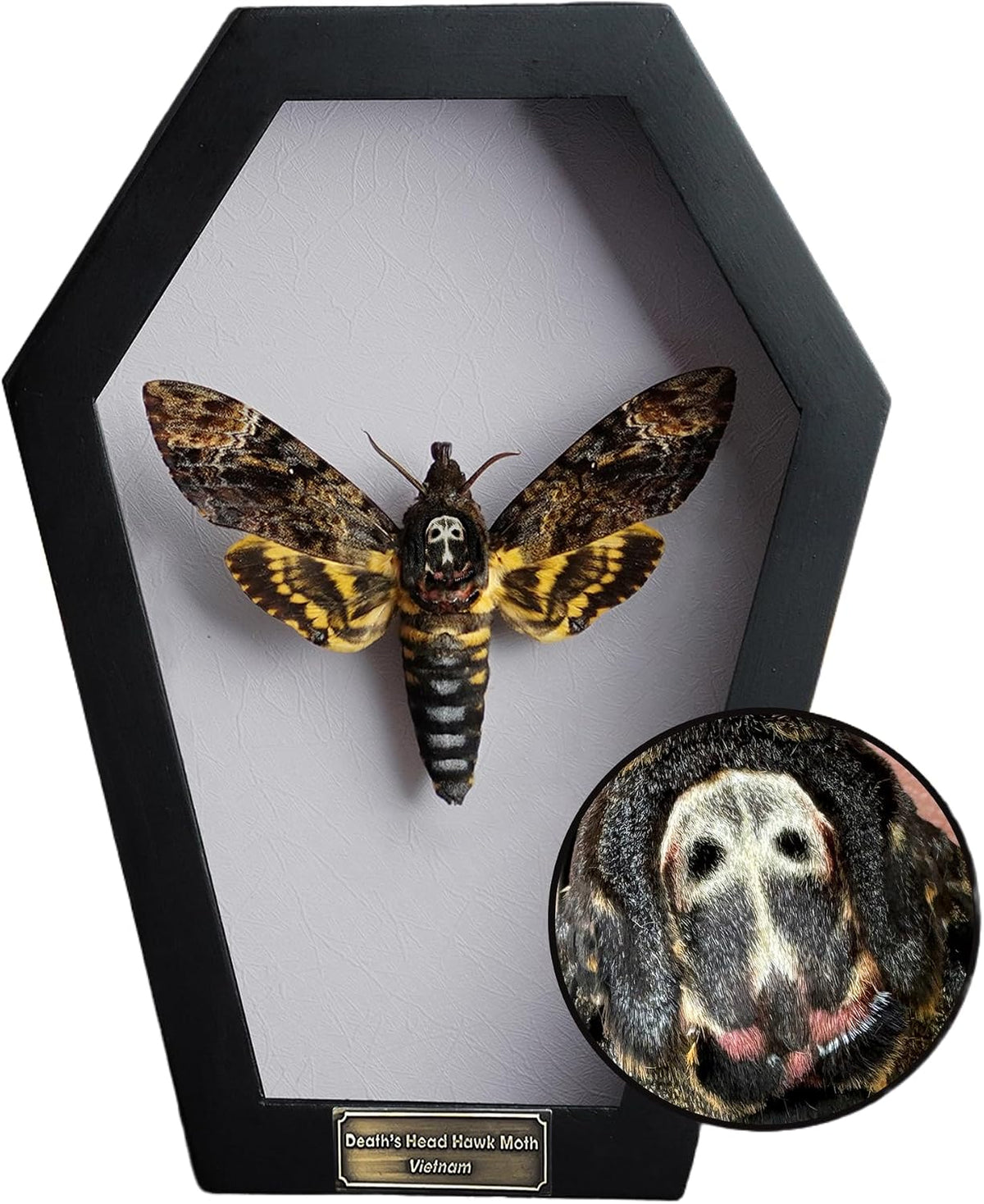 Real Death Head Moth White Skull 7" Coffin Gothic Witchy Gift CF18-01-TR-MT