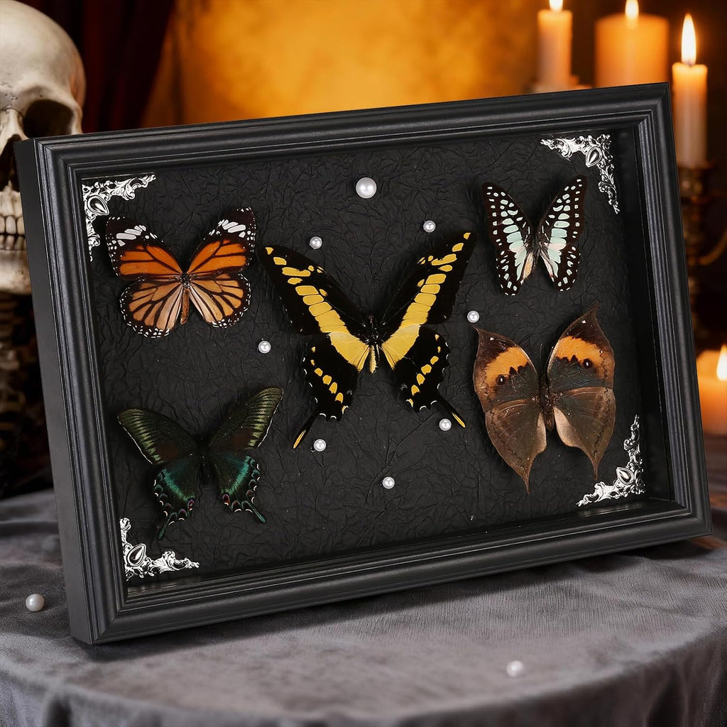 Real Framed Butterfly Taxidermy Collection - Set of 5 in Shadow Box Decor