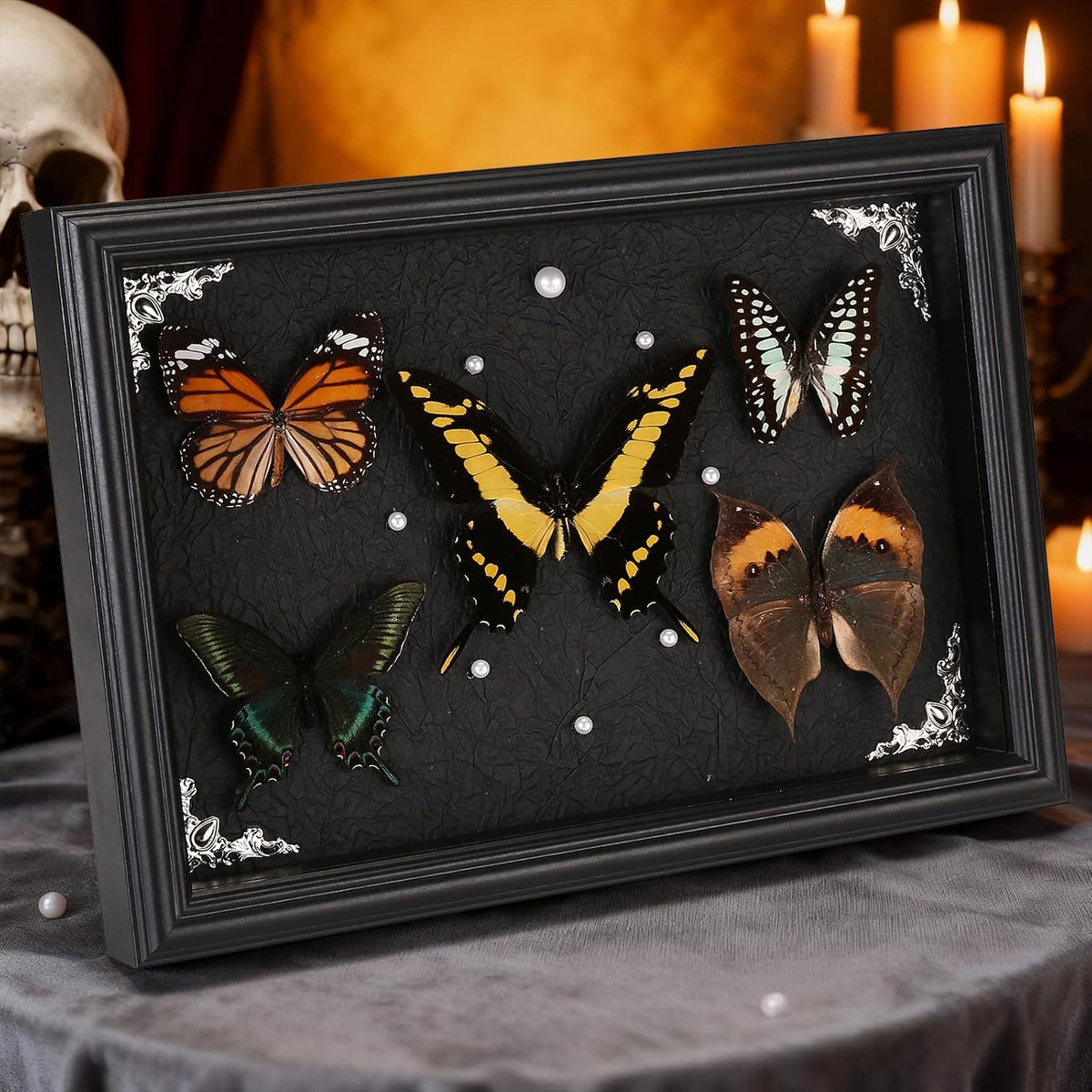Real Framed Butterfly Taxidermy Collection - Set of 5 in Shadow Box Decor
