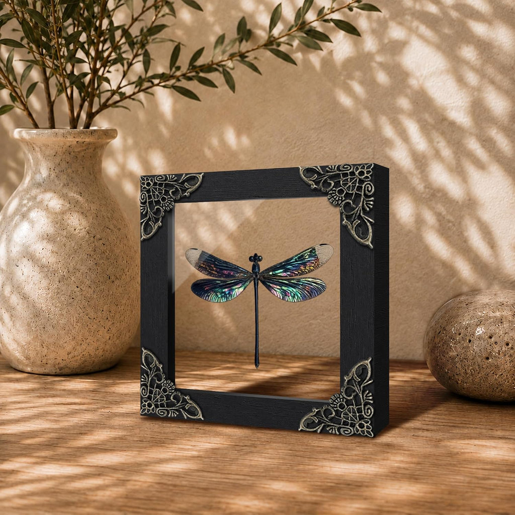 Real Dragonfly 4.7" Framed Insect Specimen Taxidermy Gothic Gift K12-85-KI