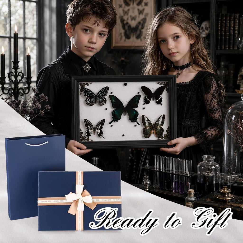 Real Framed Butterfly Taxidermy with 5 Real Butterflies