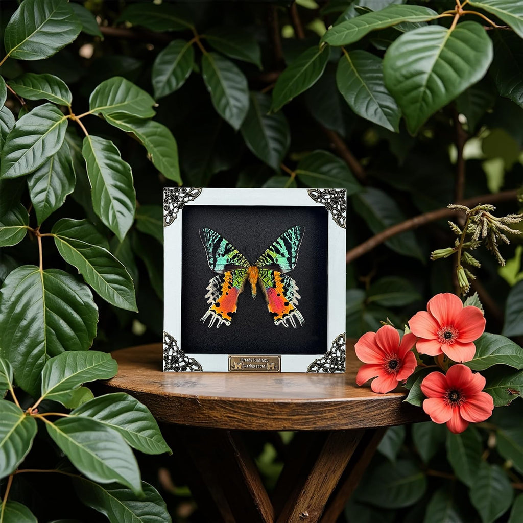Real Sunset Moth 5.5" Frame Taxidermy Gothic Decor Witchy Gifts TR14-29-DE