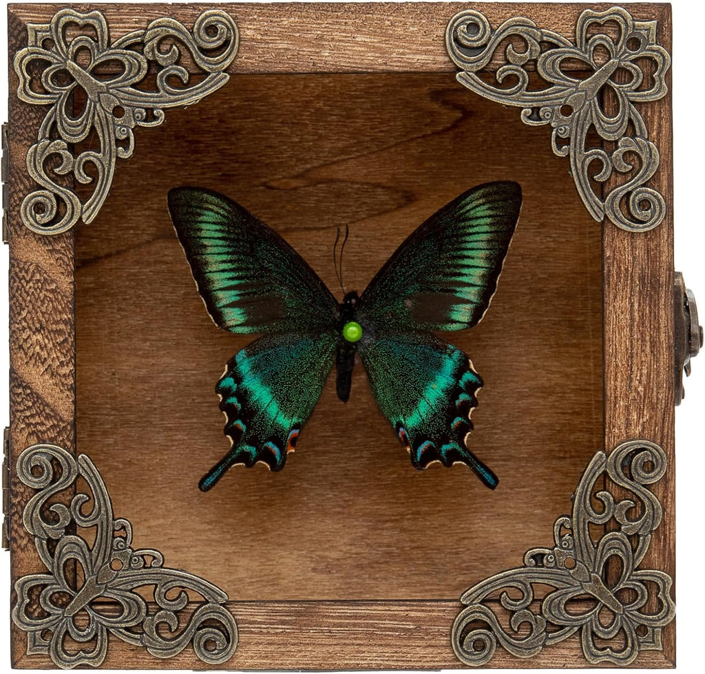 Real Taxidermy Butterfly Shadow Box Green-Banded Crested Butterfly