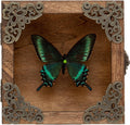 Real Taxidermy Butterfly Shadow Box Green-Banded Crested Butterfly