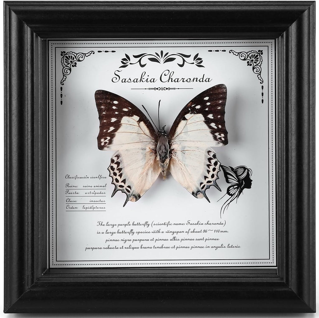 Framed Butterfly Taxidermy with Real Butterfly Specimen - Elegant Shadow Box Display - Perfect Butterfly in Frame for Home Decor (D-Large Two-Tailed Nymphalid)