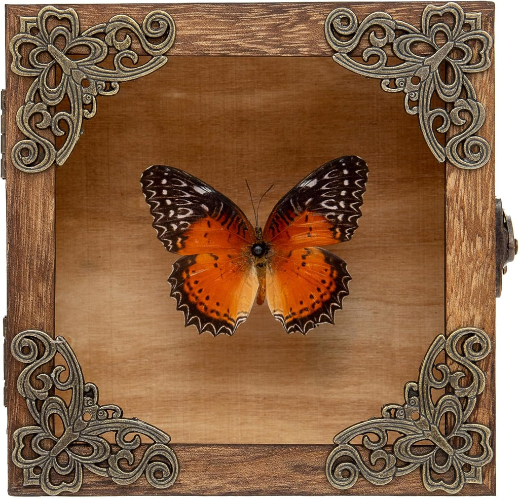 Real Taxidermy Butterfly Shadow Box Red Saw Nymphalid