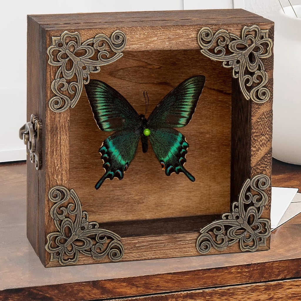 Real Taxidermy Butterfly Shadow Box Green-Banded Crested Butterfly