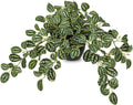 Briful Artificial Potted Plant Indoor, 19.6" Faux Watermelon Peperomia Trailing Plant in Black Pot, Realistic Fake Plants with Cascading Green Leaves for Shelf Bathroom Office Desk Kitchen Home Decor
