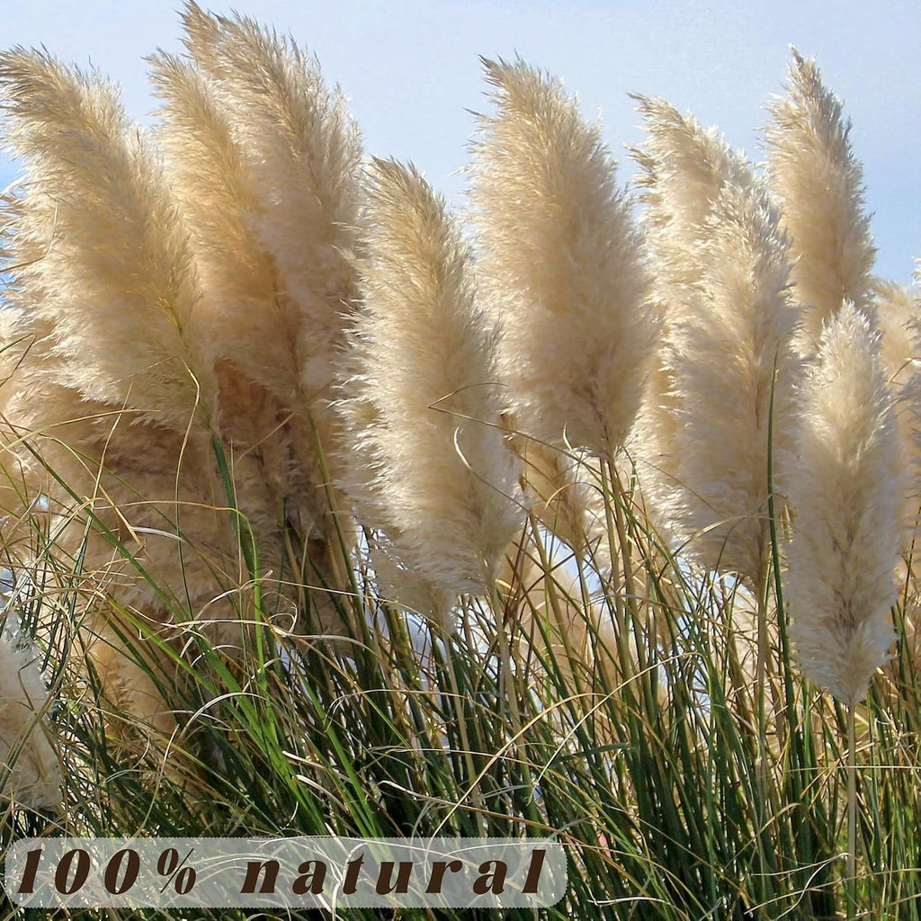 40pcs 40'' Pampas Grass Tall Decor - Pompas Floral, Tall Pampas Grass for Floor Vases, Living Room Floor, Floor Plants, Plumas para, and Grass Wall Decor