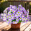 10pcs UV Resistant Faux Petunia Outdoor Flowers,Light Purple White