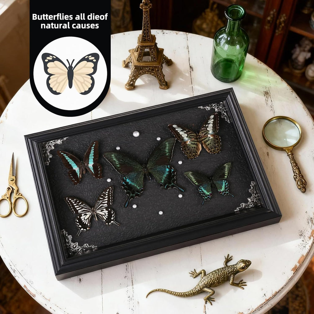 Real Framed Butterfly Taxidermy Collection - Set of 5 in Shadow Box Display