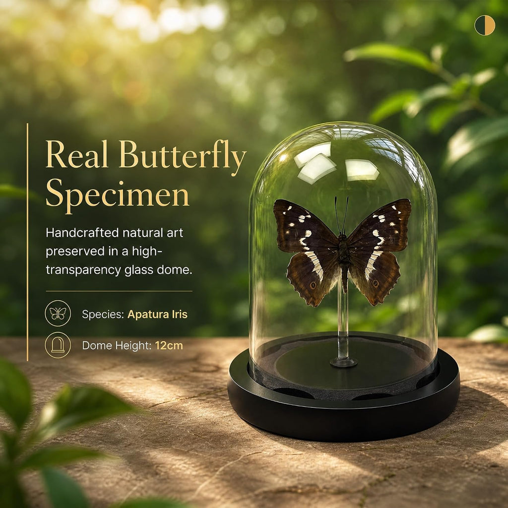 Real Taxidermy Butterfly Specimen Apatura Ilia Shadow Box, Butterfly Gifts for Women Girls with Glass Cover, Butterfly Decor for Bedroom Office Living Room Desk