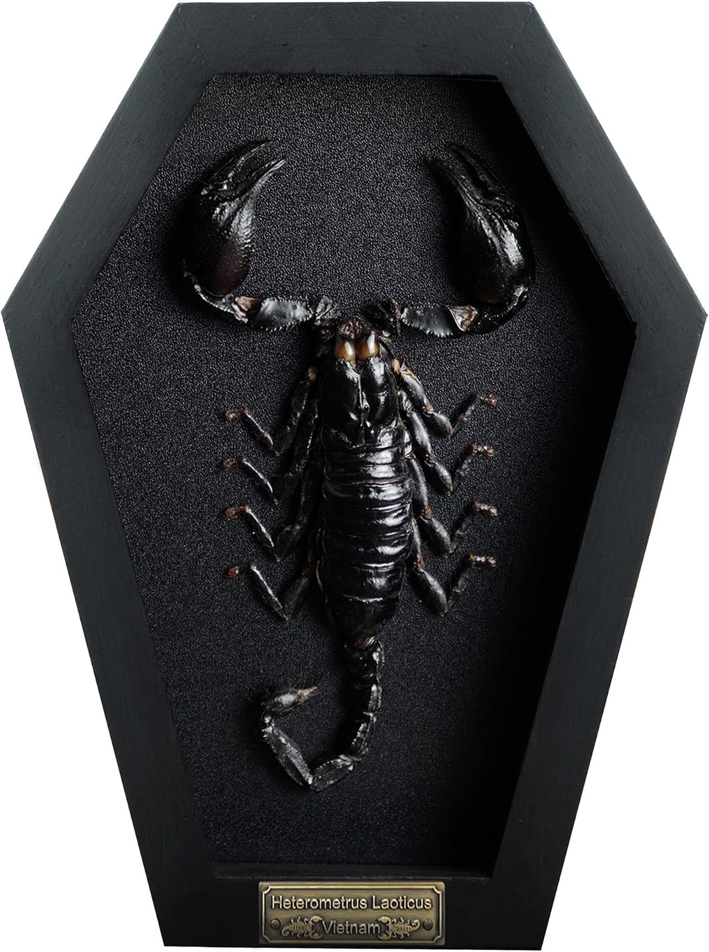 Real Large Scorpion 7" Coffin Gothic Oddities Halloween Decor CF18-51-DE