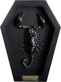 Real Large Scorpion 7" Coffin Gothic Oddities Halloween Decor CF18-51-DE